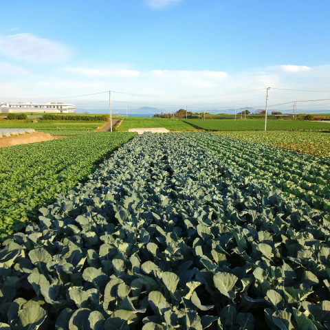 野菜,地産地消